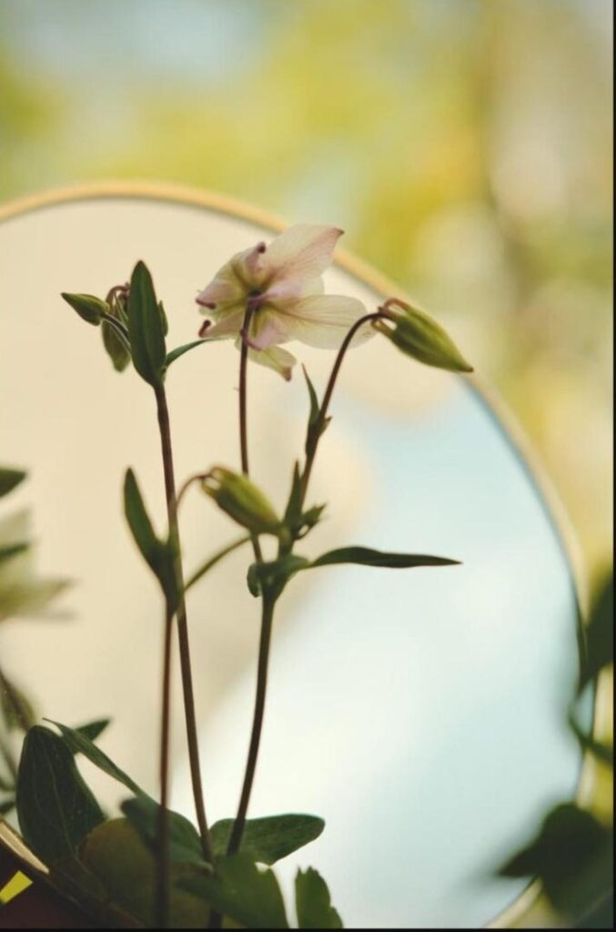 Fleur qui s'épanouit devant un miroir dans une lumière dorée, symbole de la confiance en soi qui grandit