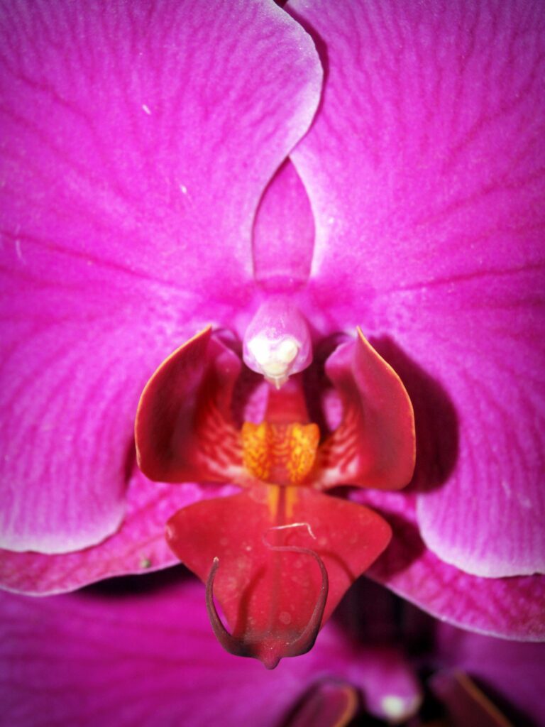 Orchidée rose et violette en gros plan, symbole de la découverte du corps féminin - anatomie du clitoris