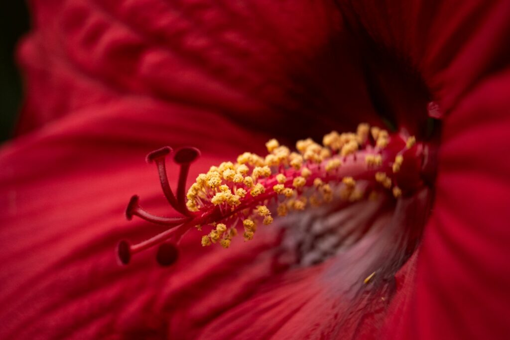 Fleur d'hibiscus rouge en gros plan, symbole de curiosité et de découverte du corps - le point G